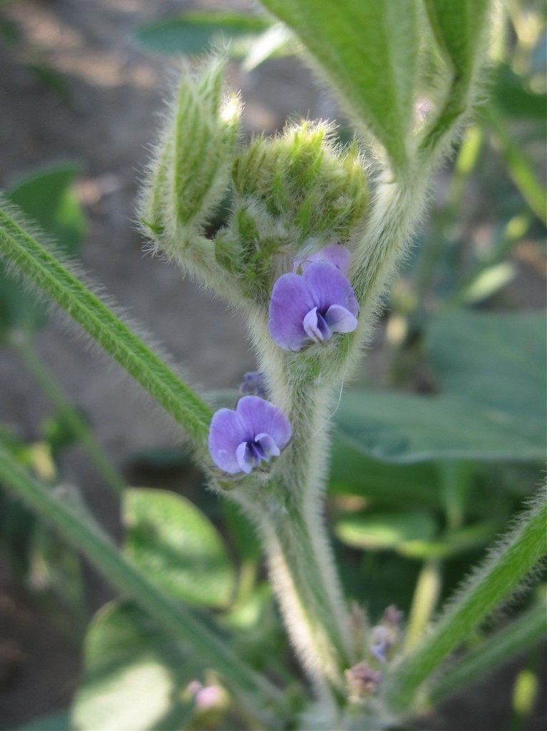 Soybean blossoms