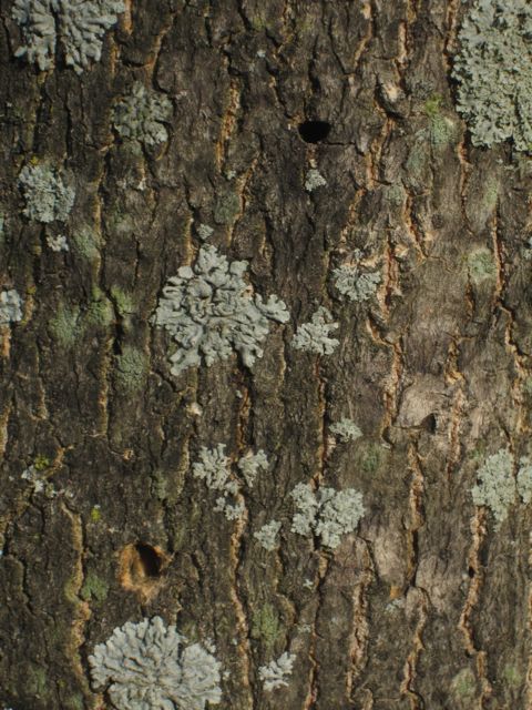 woodpecker_holes_IMG_4366