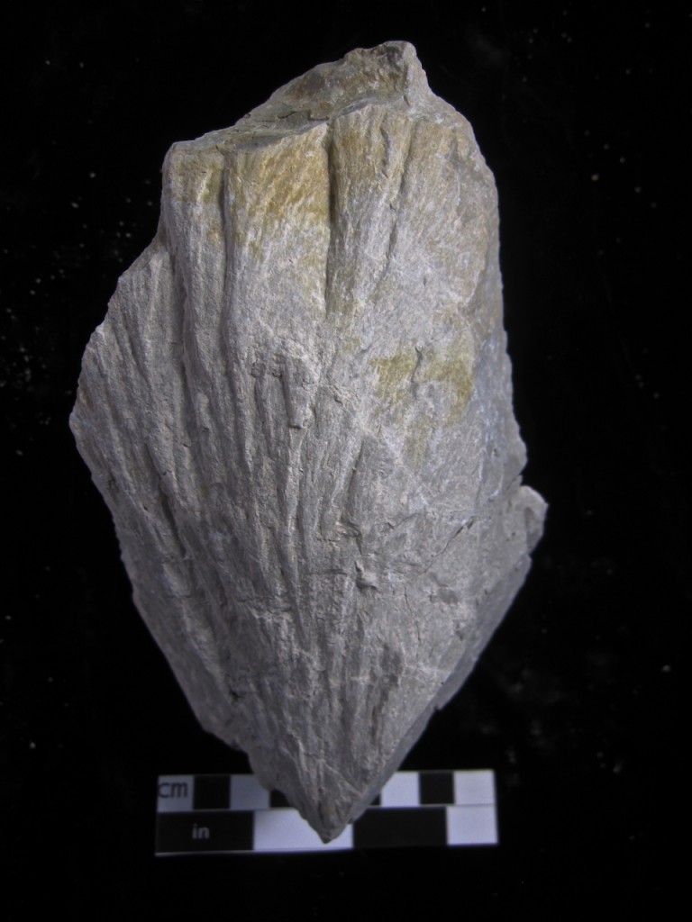 Kentland shattercone in Silurian carbonate.  Click for larger.