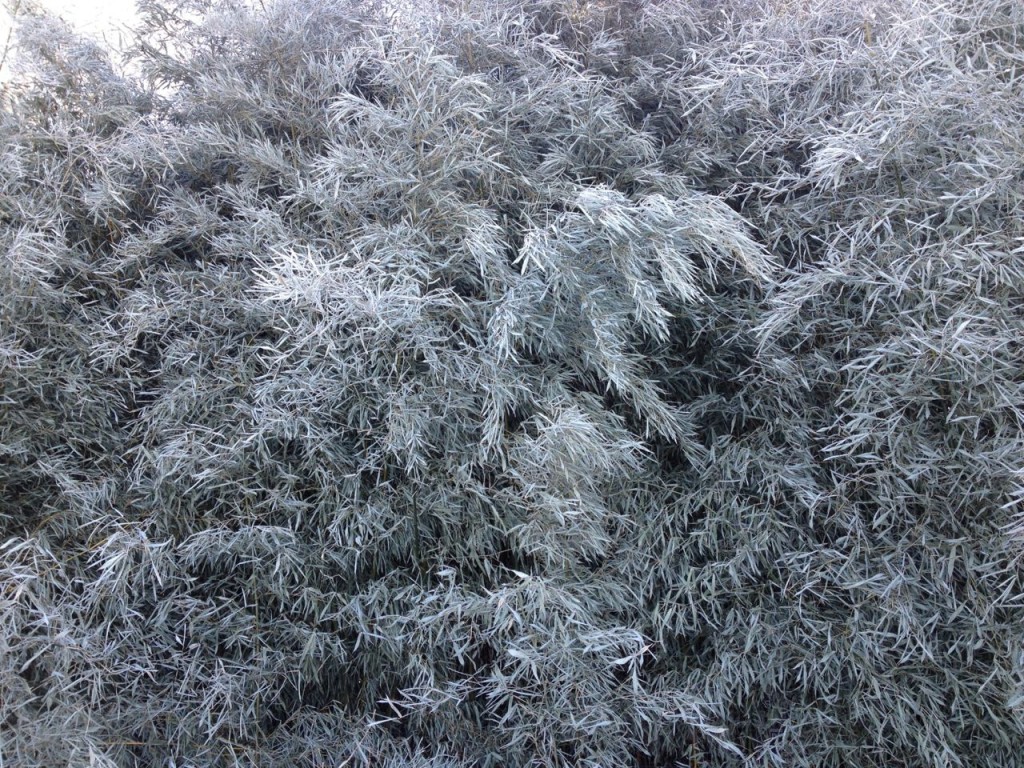 frosty bamboo