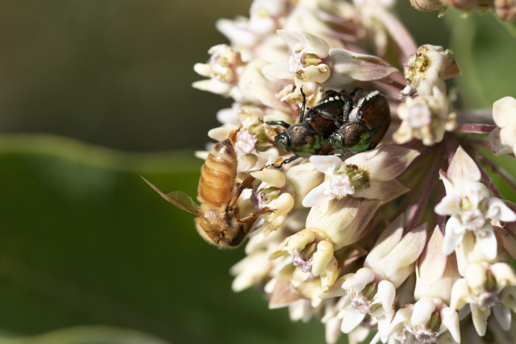 Honey Bee and Japanese beetles working milkweed blossom.