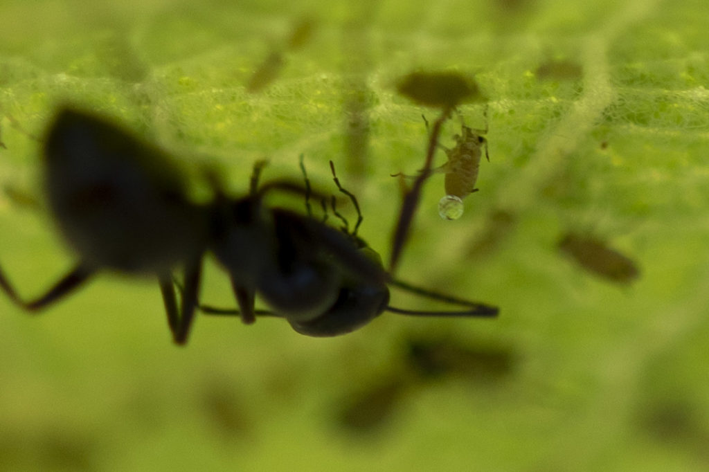 Ant tending aphids