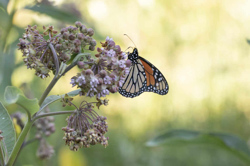 Monarch on milkweed blossom
